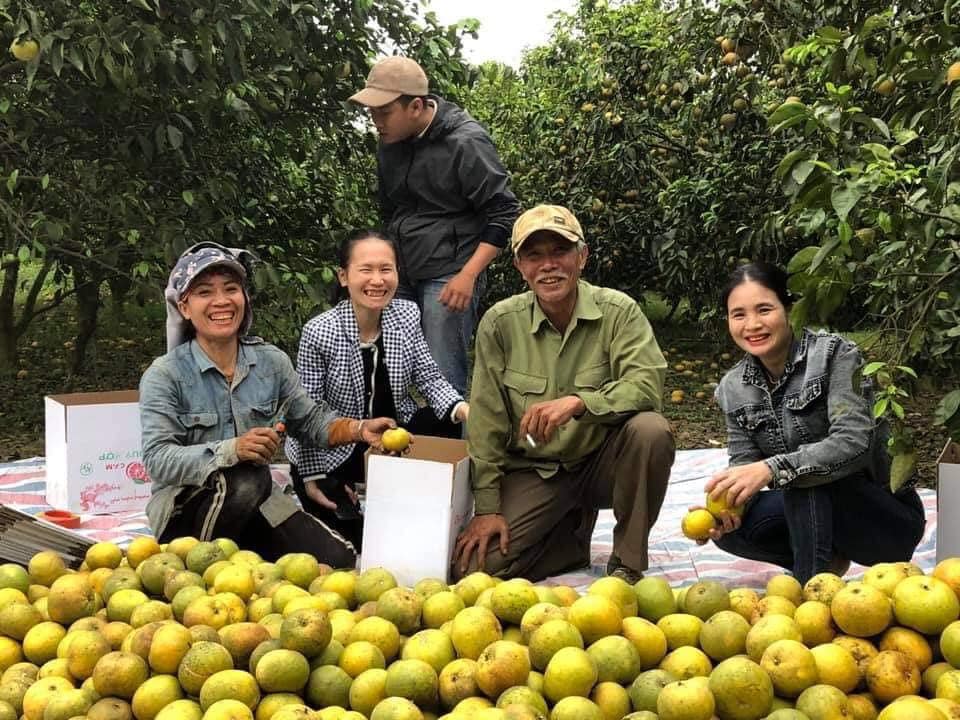 Hồi Sinh Vườn Cam Đã Chết