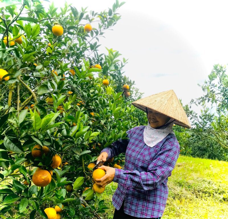 Trái Cây Thời Khó Khăn