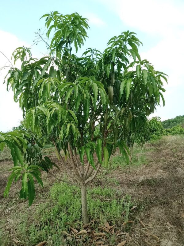 Xoài Tứ Quý