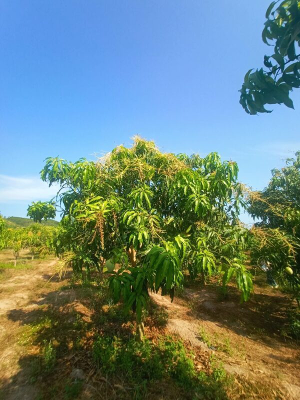 Xoài 7 Chơn – Cây Xoài Tứ Quý ETQ2009