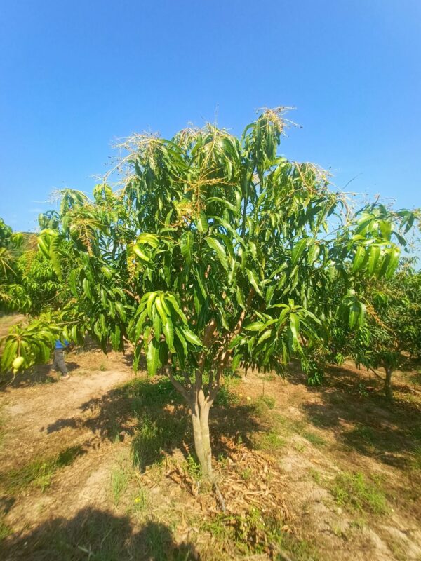 Xoài 7 Chơn – Cây Xoài Tứ Quý ETQ2019