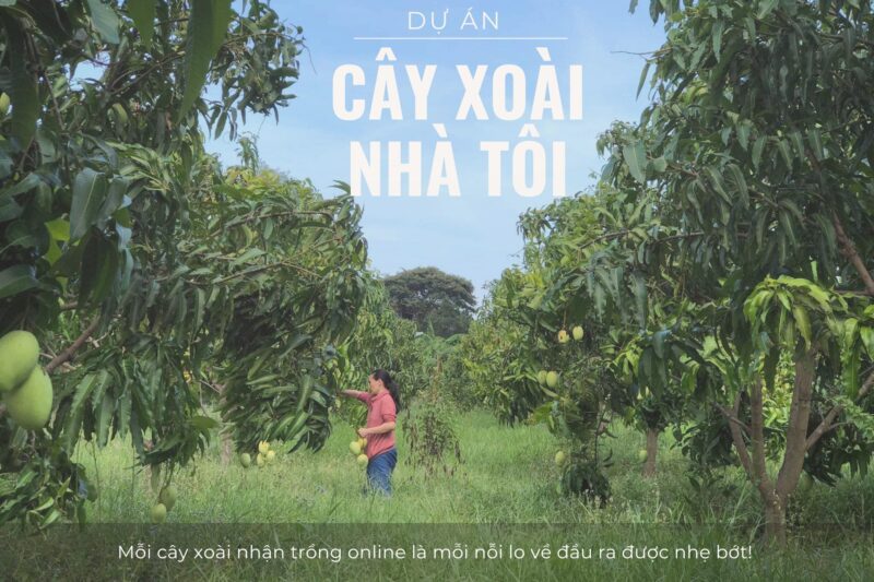 Cây Xoài Nhà Tôi