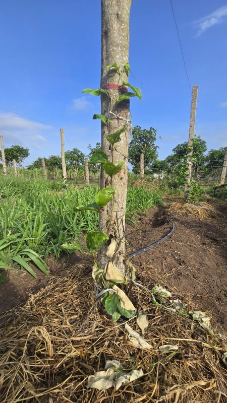 Cây Chanh Leo Nhà Tôi – Chanh Leo Mật Ong ECLHL0115