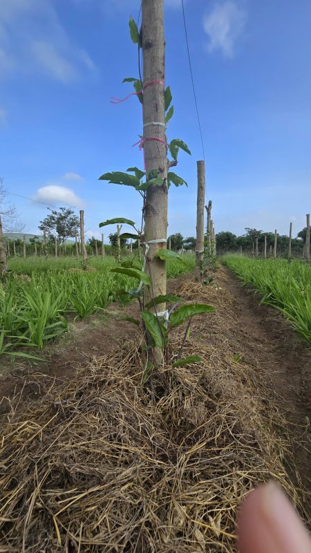 Cây Chanh Leo Nhà Tôi – Chanh Leo Mật Ong ECLHL0310